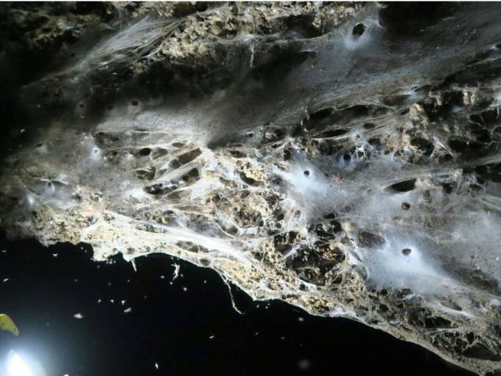 Giant spider web found in Greek-Albanian border cave: study