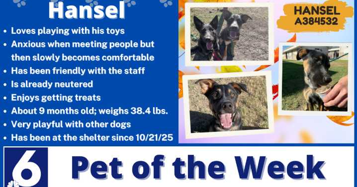 Pet of the Week: Hansel