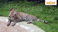 Leopard suspected in multiple fatal attacks captured in Pune’s Shirur tehsil