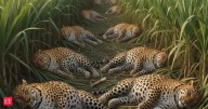 Leopards in sugarcane fields are turning ‘soft’