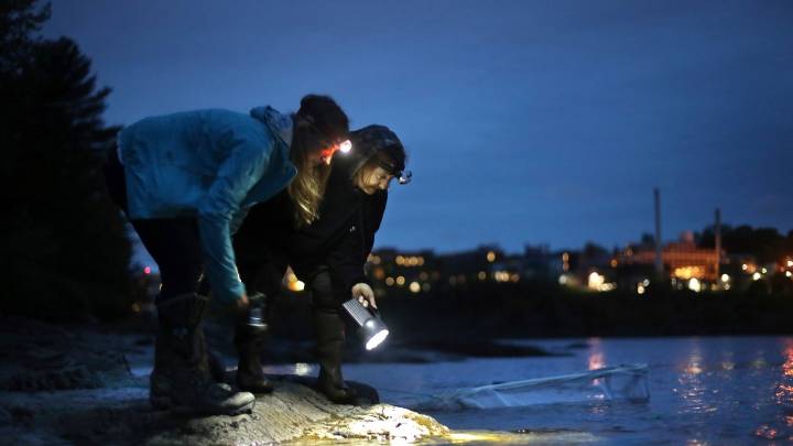 Eel populations are falling, and new protections were defeated. Japan and the US opposed them