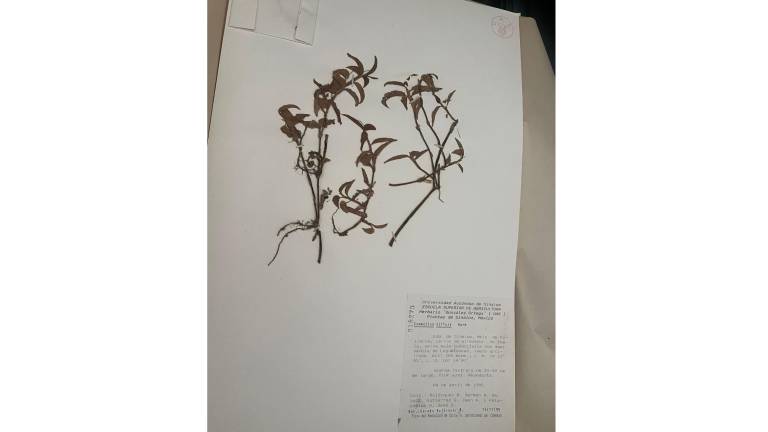 Asegura Profepa herbario de la UAS por no contar con registro federal