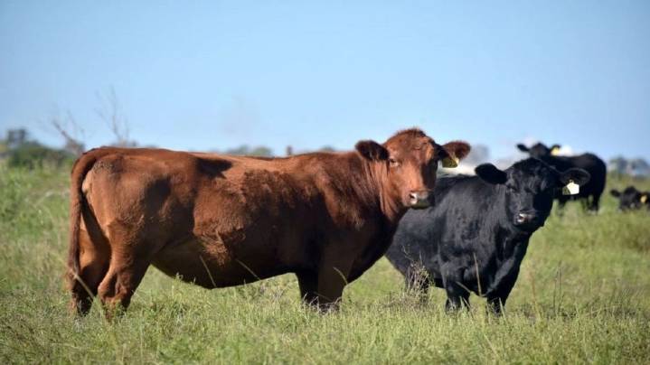 Antonella Semadeni: “El sector ganadero está atravesando un contexto favorable para producir”