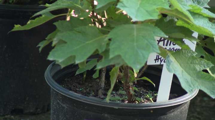 When is the best time to plant fall trees and shrubs in the Carolinas?