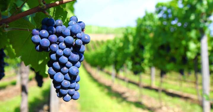 Menos controles, nuevas reglas: el Gobierno eliminó 973 normas y reformó la regulación de la industria vitivinícola