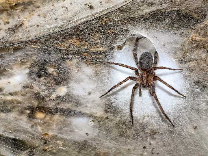 ‘World’s largest spider web’ with 110,000 arachnids discovered in cave