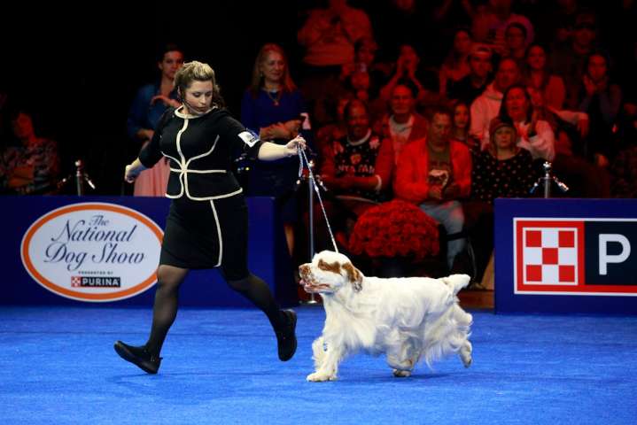 Central Pa. dog to compete in National Dog Show airing on Thanksgiving