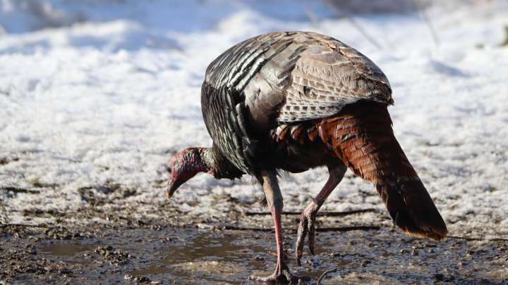 Free bird walk and scavenger hunt for Hoosiers in Elkhart County