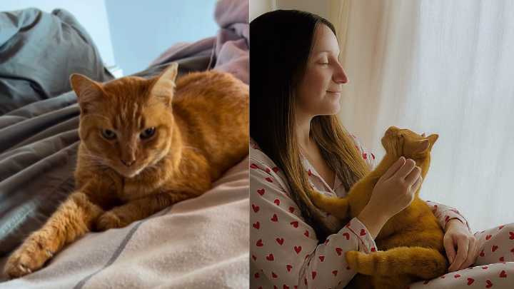 La despedida de Aquiles, el gato naranja que tocó millones de corazones en redes sociales con su historia: 'Tuve una vida maravillosa'