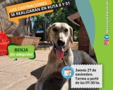 Jueves de castraciones y vacunación antirrábica gratuitas