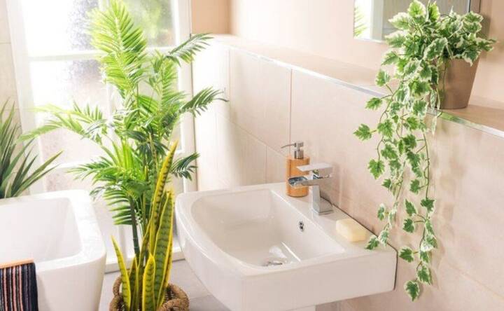 5 plantas que absorben la humedad del baño y refrescan tu hogar