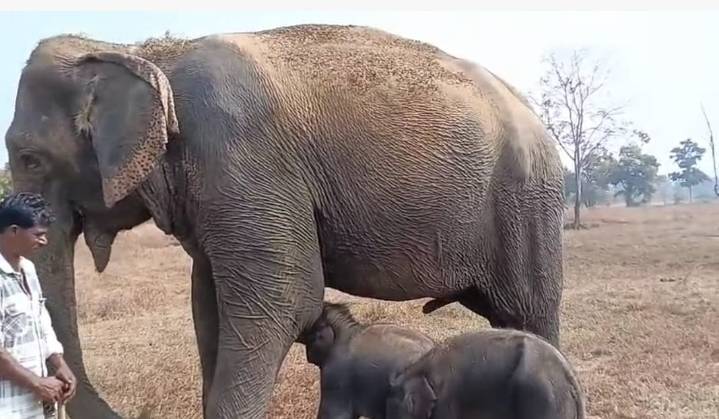 MP News: In A First, 57-Year-Old Elephant Anarkali Gives Birth To Twin Female Calves At Panna Tiger Reserve -