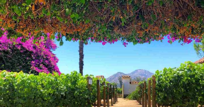 Una viña chilena es elegida como la mejor del mundo 2025 por Forbes