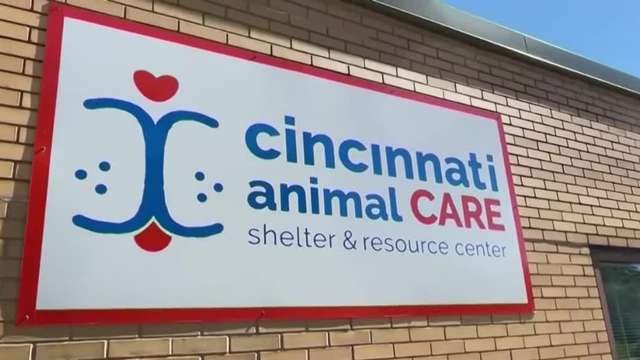 Cincinnati Animal CARE kicking off Black Friday with 99 cent adoptions