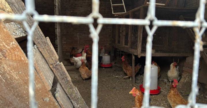 Infografía | La avicultura se confina por la gripe aviar