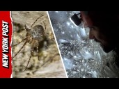 Largest-Known Spiderweb Crawling With Thousands of Arachnids Discovered in Albania