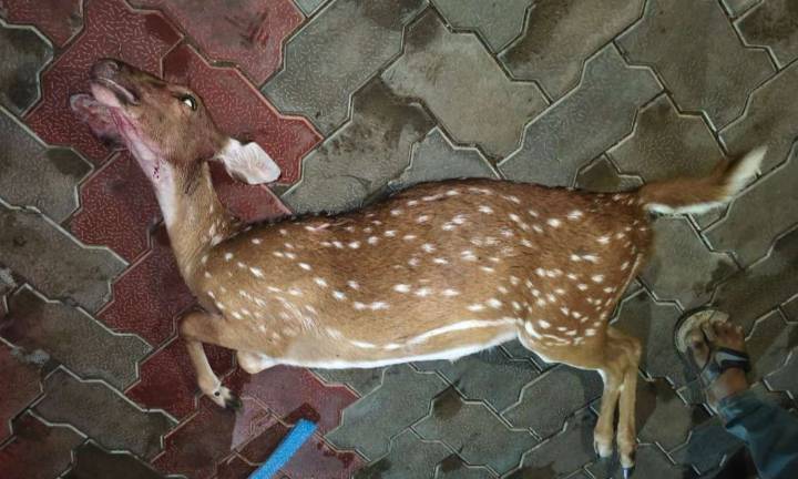 Tamil Nadu: Spotted deer shot dead along Palar riverbed; 1 arrested