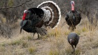 Thanksgiving turkey trivia from Arizona Game and Fish