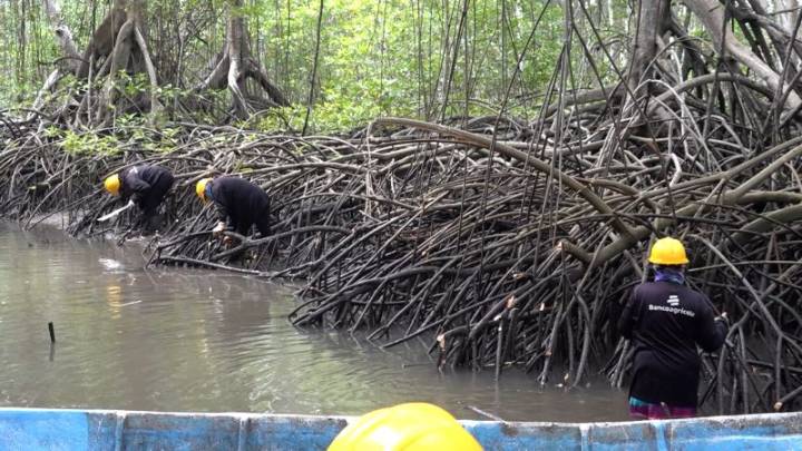 El mantenimiento de los manglares en El Salvador