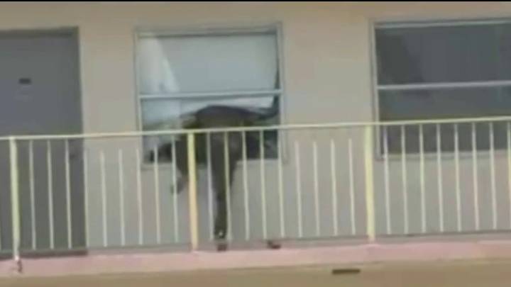 Revelan impactante video del tiroteo entre policías y hombre que habría disparado a su ex