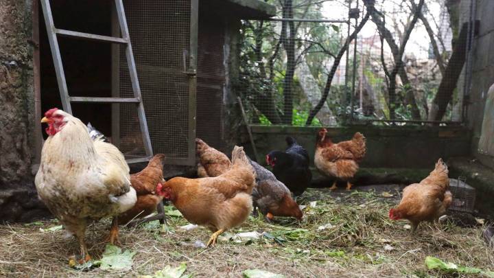 Entran en vigor desde este lunes las medidas de prevención ante el incremento de la gripe aviar