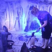 'It's un-British': lawmakers raise concerns about aquarium penguins