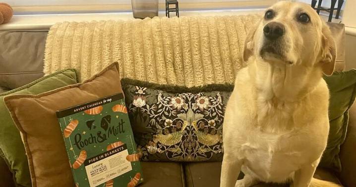 'My dog tested an £8 pigs in blankets advent calendar and was begging me for more'