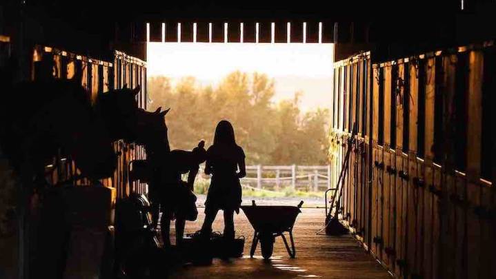 'Sheeple' Farm Opens in Southern Manitoba
