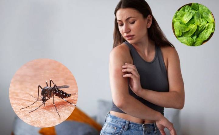 Guía paso a paso para preparar repelente de mosquitos con olor a menta