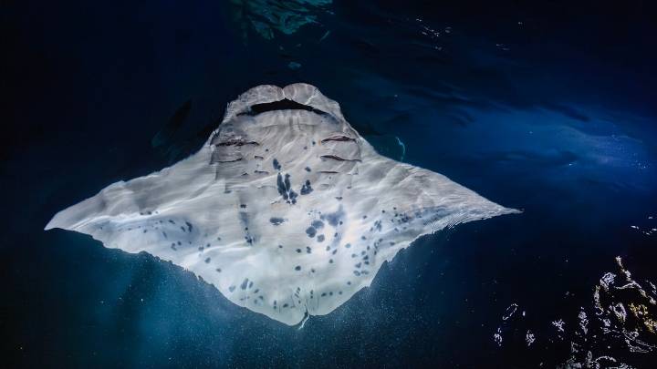 Among manta rays and sea turtles, a journey of wonder and perseverance unfolds