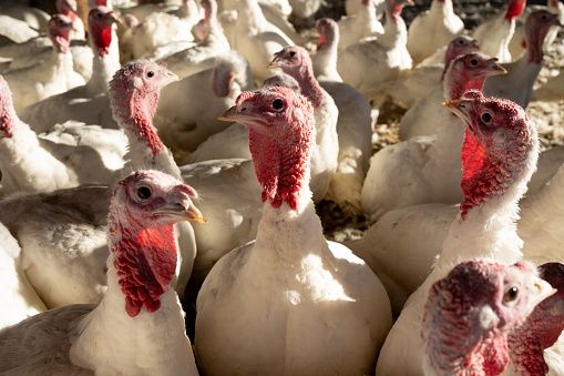 Over 15,000 turkeys affected in second bird flu outbreak near London