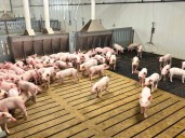 Canada quietly clears cloned meat to be sold