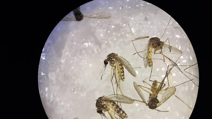 El Banco de Sangre de Baleares identifica en Mallorca el primer caso de infección por virus Usutu en España