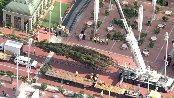 Tallest live Christmas tree in Texas installed in Fort Worth