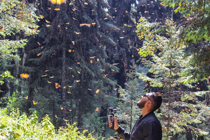 Cuánto cuesta la entrada a los santuarios de la mariposa monarca
