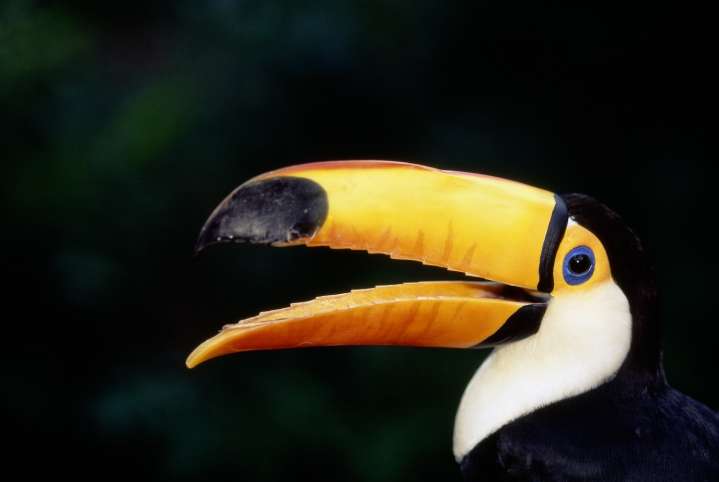 Kind human lovingly repairs and restores toucan beaks