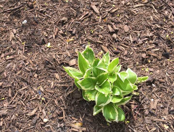 Make sure plants are cozy in mulch before winter