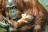 See the first baby orangutan born at LA Zoo in nearly 15 years