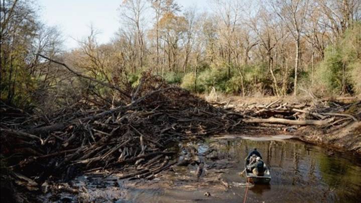 SCDNR, volunteers remove 'significant' log jam from Lynches River