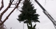 Yakima Community Christmas Tree being installed at Millennium Plaza
