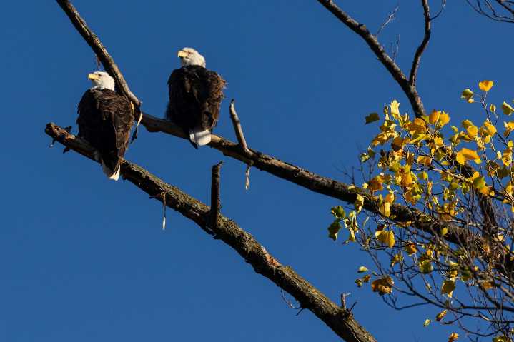 Raptor sanctuary proposed for new 200-acre park in Northern Michigan