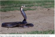 Crean antiveneno contra mordedura de las serpientes más letales de áfrica