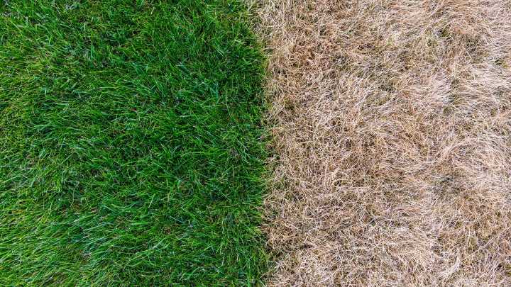 Combating winter browning — when Bermuda grass goes dormant and what to do about it