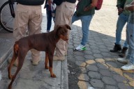 Tlaxcala va con todo: proponen Fiscalía Especial para frenar maltrato animal