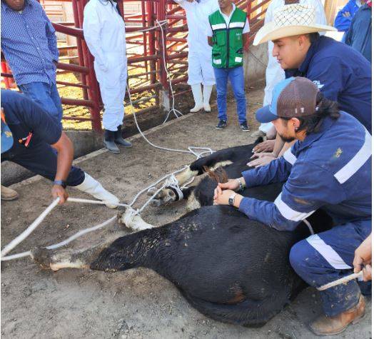 Crean grupo de reacción para combatir al gusano barrenador