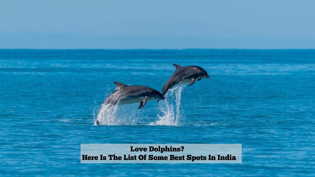 7 Best Dolphin watching spots in India; The nearest to Hyderabad