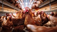 España decreta desde este lunes confinamientos de aves en casi 1.200 municipios para frenar el avance de la gripe aviar