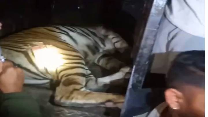 Tigress captured near Mysuru, three cubs rescued