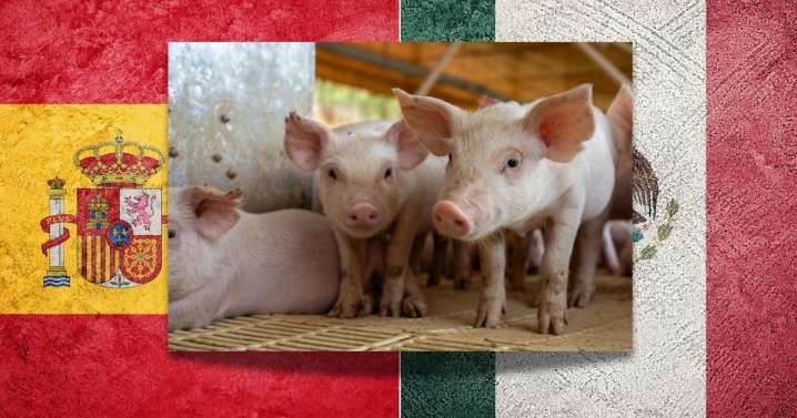 México suspende importación de carne de cerdo de España ante brote de peste africana