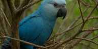 Un brote viral amenaza la supervivencia de los últimos guacamayos azules libres en Brasil